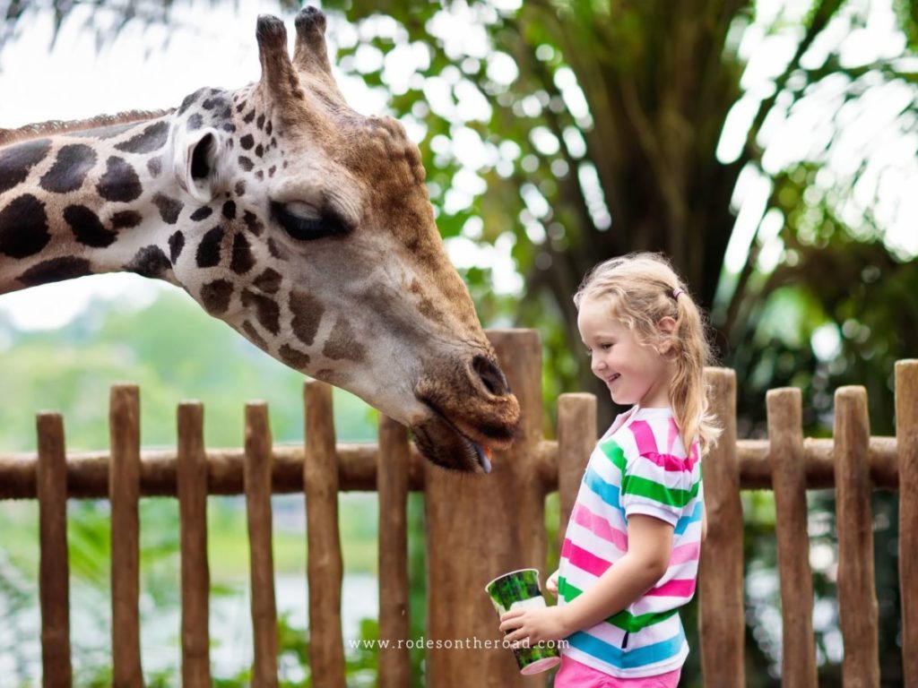 Kids petting the giraffe