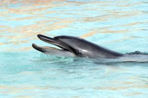 Dolphin