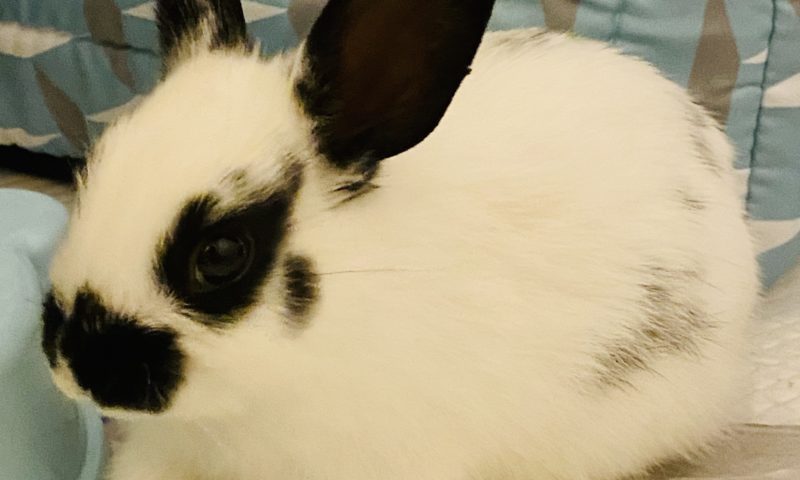 Aureo the pet bunny