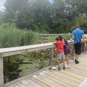 They had fun finding frogs, turtles and lilies